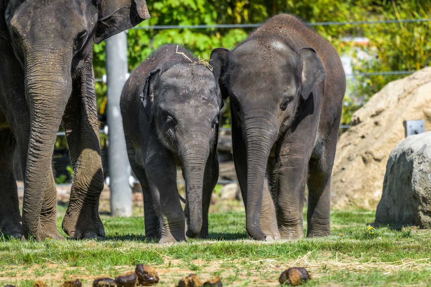 Mláďata slona indického Maxe a Rudiho teď mohou návštěvníci vídat i v „zeleném“ výběhu na trávě. Foto: Petr Hamerník, Zoo Praha