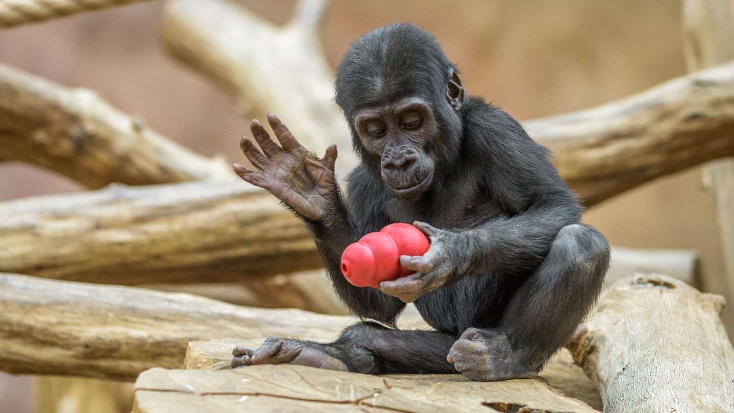 Nejmladší člen tlupy Ajabu oslaví v neděli druhé narozeniny. Foto: Petr Hamerník, Zoo Praha