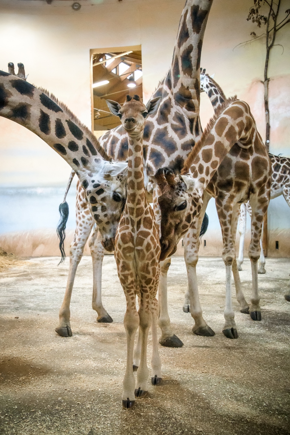 Jméno samičky se návštěvníci dozvědí na slavnostním křtu 17. února. Foto: Petr Hamerník, Zoo Praha. 