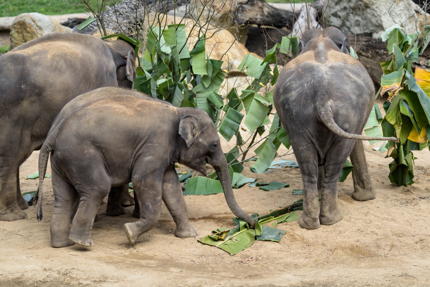 Sameček slona indického Maxmilián se v pražské zoo narodil 5. dubna 2016. Sobotní oslavu svých třetích narozenin si opravdu užil. Na úvod se proběhl „lesem“, který chovatelé slonům připravili z listů banánovníku. Foto: Petr Hamerník, Zoo Praha.