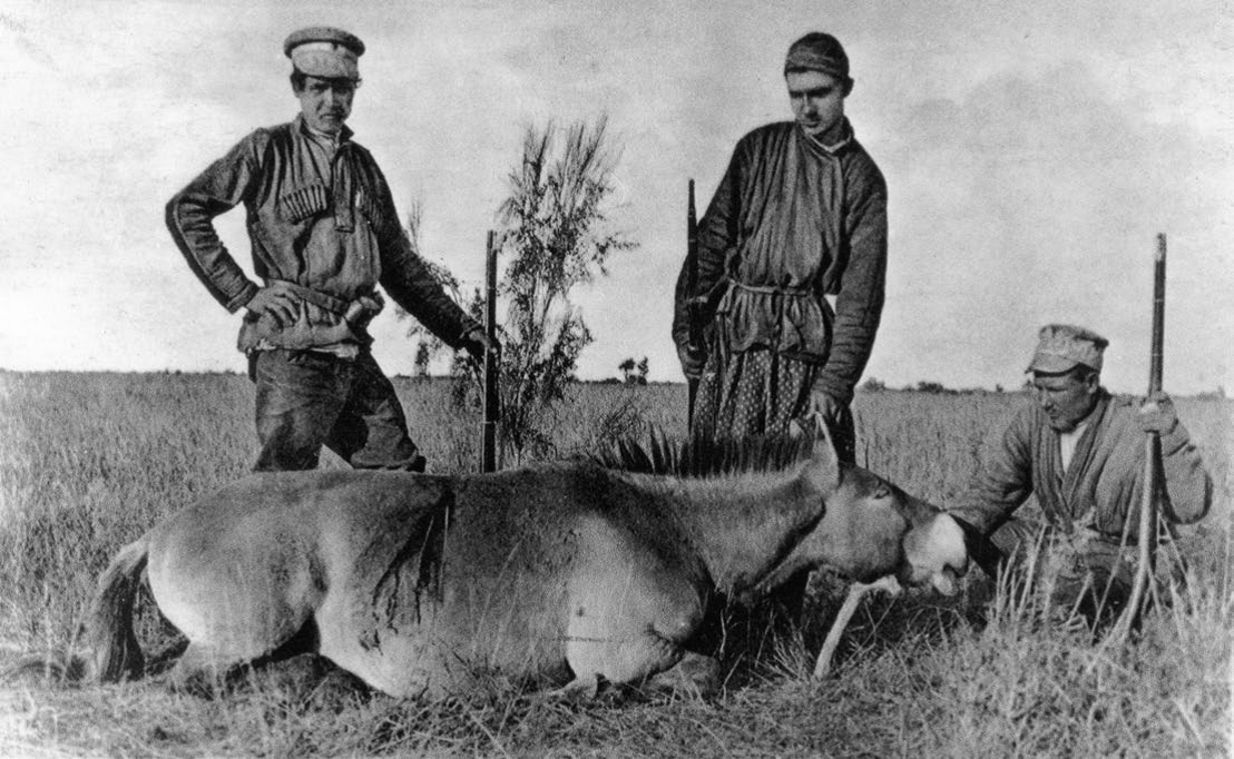 An historical picture from 1896 depicting the Grum-Grzimajlo brothers’ hunting expedition. The dead stallion is in the collection of the Natural History Museum in St. Petersburg. Over the next fifty years the situation for wild horses was to become critical. It was clear that zoos would have to play a vital role in saving the last wild horse species. Photo: Prague Zoo Archive 