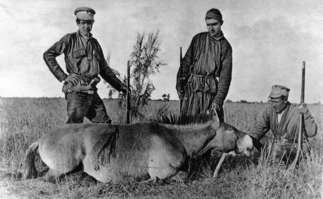 Historický snímek z roku 1896 zachycuje loveckou výpravu bratří Grum-Gržimajlů. Ulovený hřebec je ve sbírkách přírodovědného muzea v Petrohradě. V příštích padesáti letech začala být situace divokých koní v přírodě kritická. Ukázalo se, že zásadní roli v záchraně posledního druhu divokého koně budou muset sehrát zoologické zahrady. Reprofoto: Archiv Zoo Praha