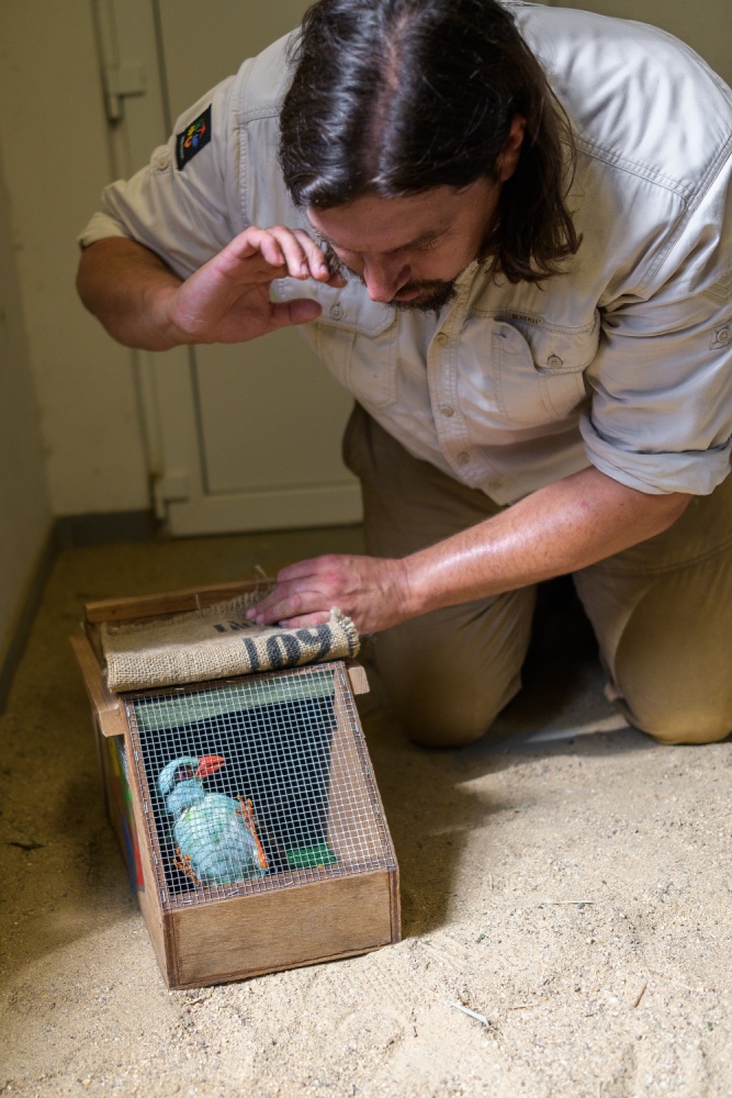 Sameček krasky ze Zoo Praha v ZSL Whipsnade Zoo vytvoří pár se samičkou ze Zoo Chester. Na fotografii jej kurátor chovu ptáků Zoo Praha Antonín Vaidl připravuje na cestu do Anglie. Foto: Petr Hamerník, Zoo Praha