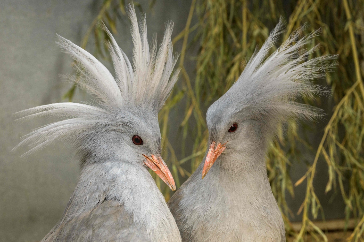 Zoo Praha začíná chovat zcela nový ptačí druh – kagu chochlatého. Dva samce se podařilo získat z německého Weltvogelparku Walsrode. Foto: Petr Hamerník, Zoo Praha.