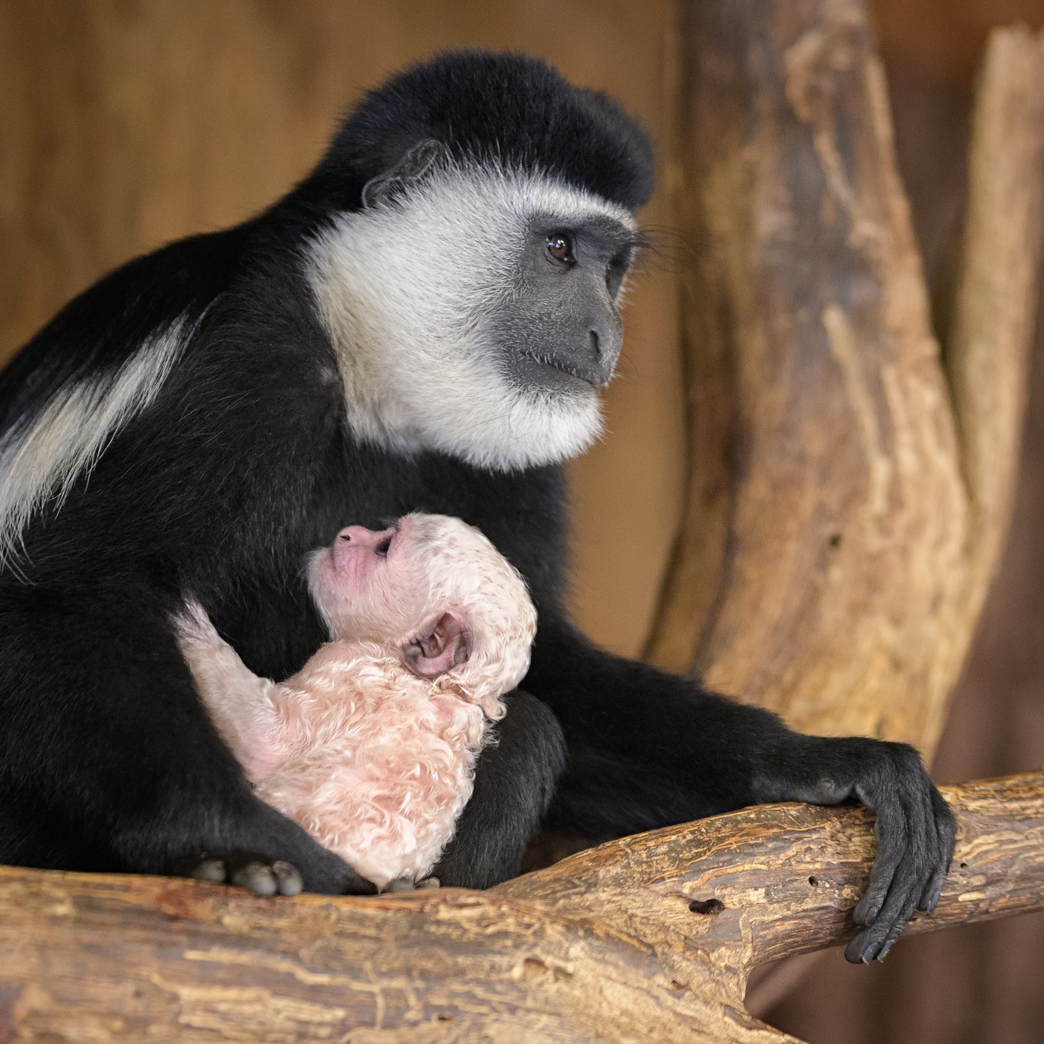 Pro zkušenou matku Lucii je toto mládě jejím již desátým v pořadí. Foto: Petr Hamerník, Zoo Praha.