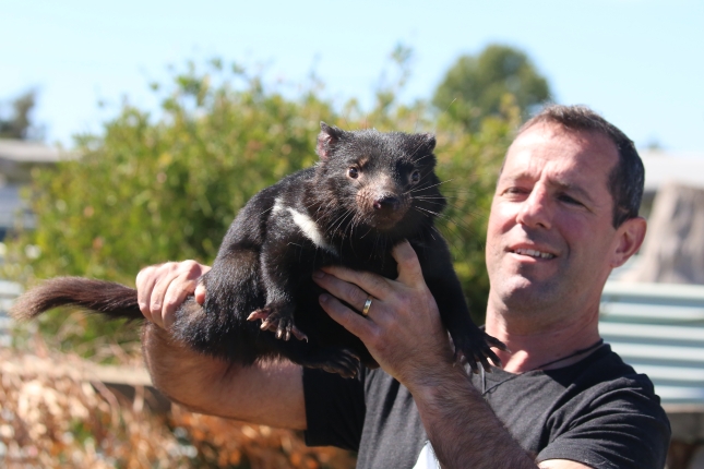 Na snímku z jara 2019 ukazuje David Schaap v tasmánské chovné stanici Cressy jednoho z ďáblů medvědovitých určených pro pražskou zoo. Foto: Miroslav Bobek, Zoo Praha