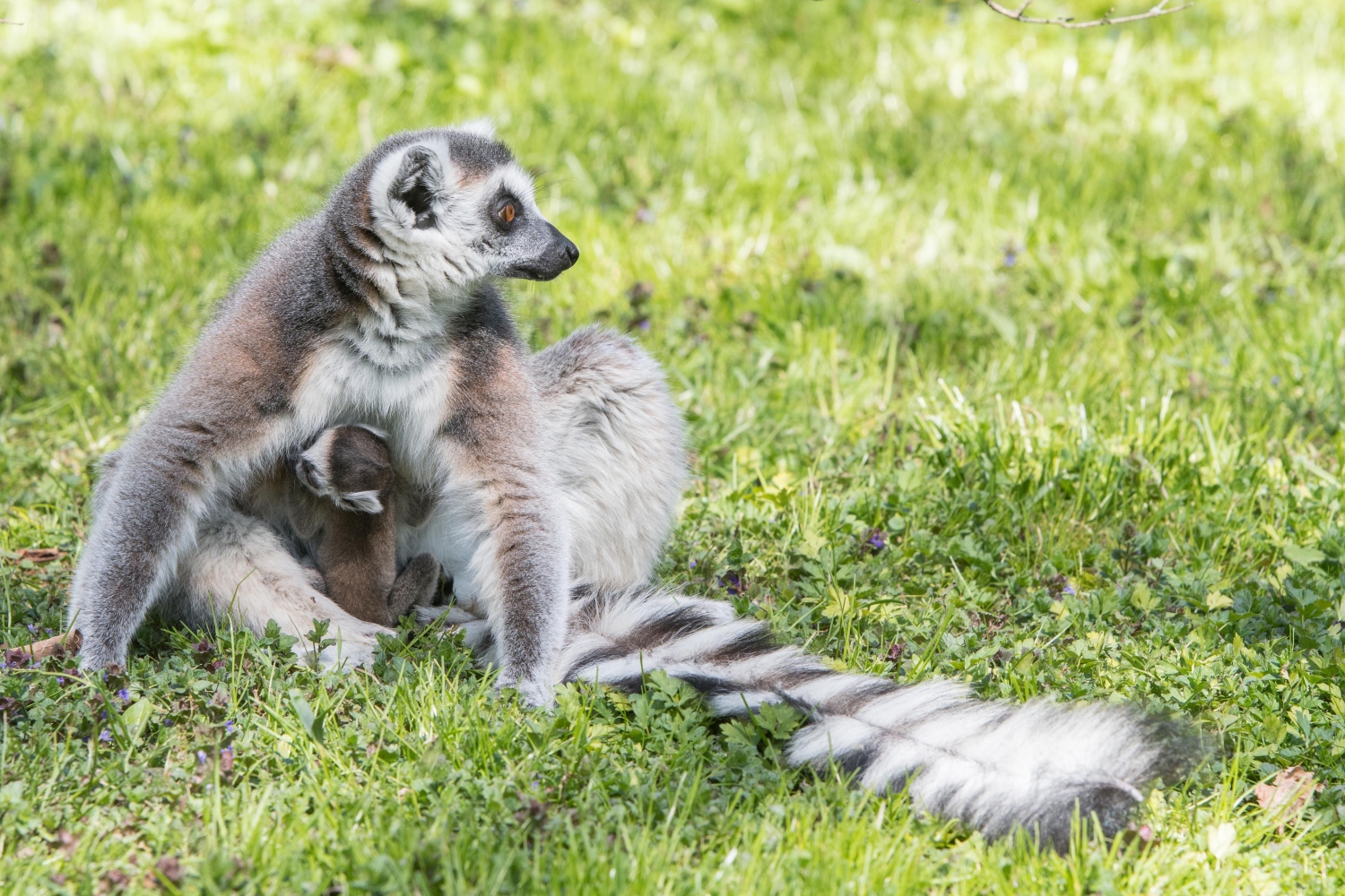 Matku s mládětem mohou návštěvníci pozorovat na Ostrově lemurů poblíž hlavního vchodu do zoo. Foto: Vít Lukáš, Zoo Praha.