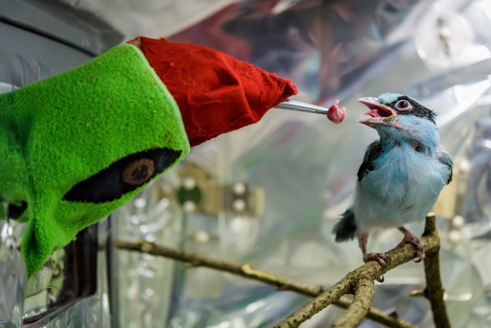 Zoo Praha odchovala toto mládě vzácné krasky krátkoocasé jávské za pomoci „maňáska“. Foto: Petr Hamerník, Zoo Praha