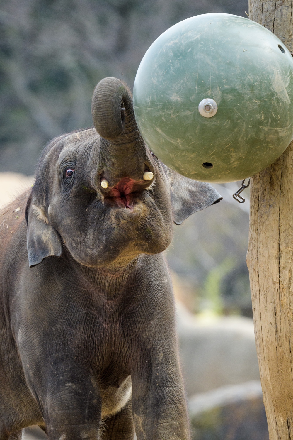 Obří zelenou kouli na řetězu má tříletý Max v oblibě dlouhodobě. Foto: Petr Hamerník, Zoo Praha.