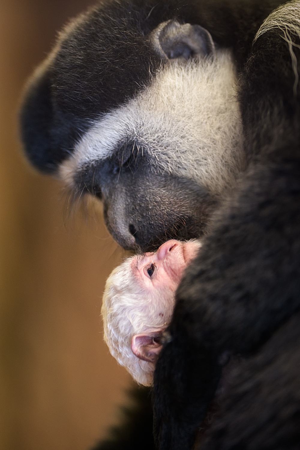 Samice Lucie se i tentokrát projevuje jako zkušená matka, která mláděti věnuje ukázkovou péči. Foto: Petr Hamerník, Zoo Praha.
