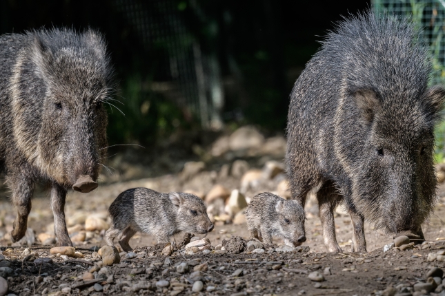 Ohrožený pekari Wagnerův byl popsán nejprve z fosilního záznamu a až do roku 1971 považován za vyhynulý druh. Foto: Petr Hamerník, Zoo Praha