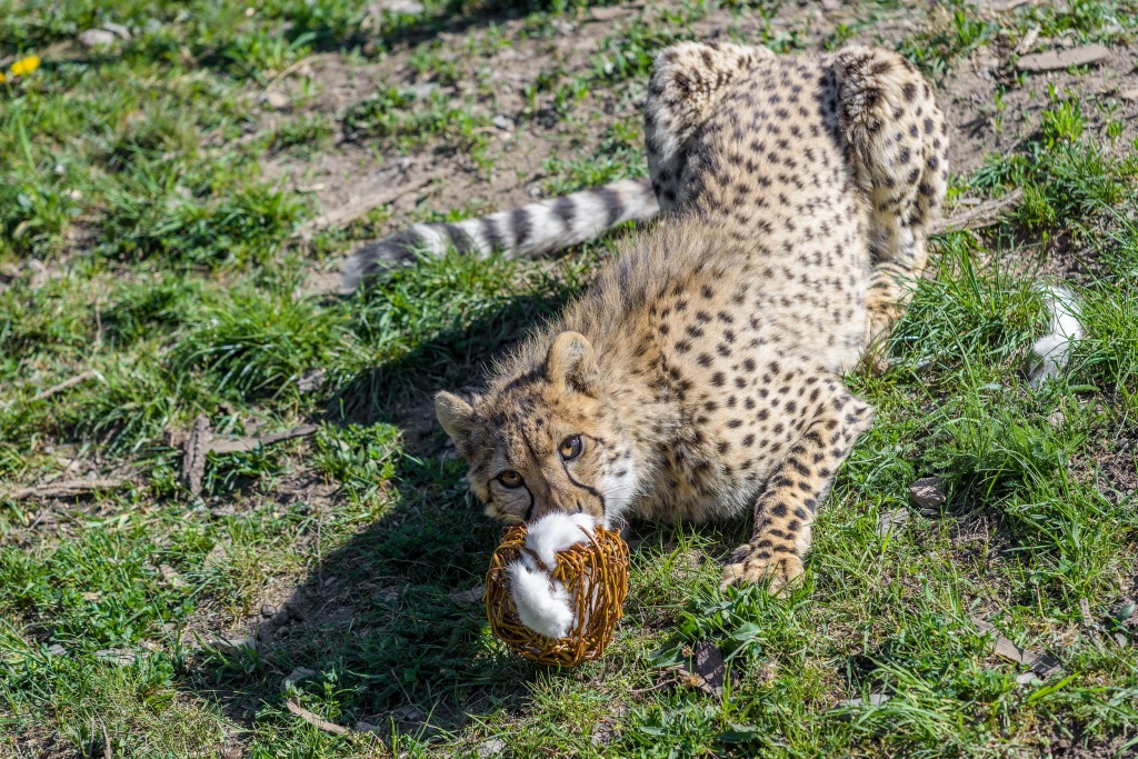 Proutěnou kouli pro gepardy chovatelé naplnili králičími kožkami. Foto: Petr Hamerník, Zoo Praha