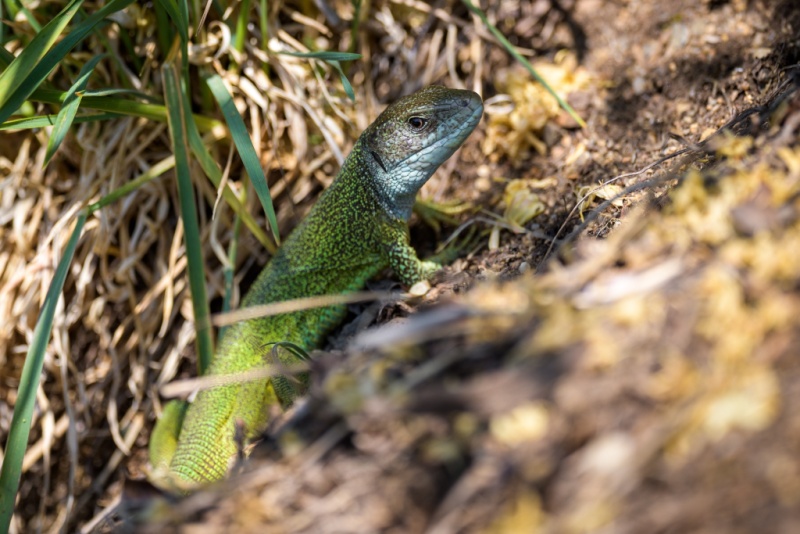 Ještěrka zelená volně žijící v areálu zoo. Foto: Petr Hamerník, Zoo Praha