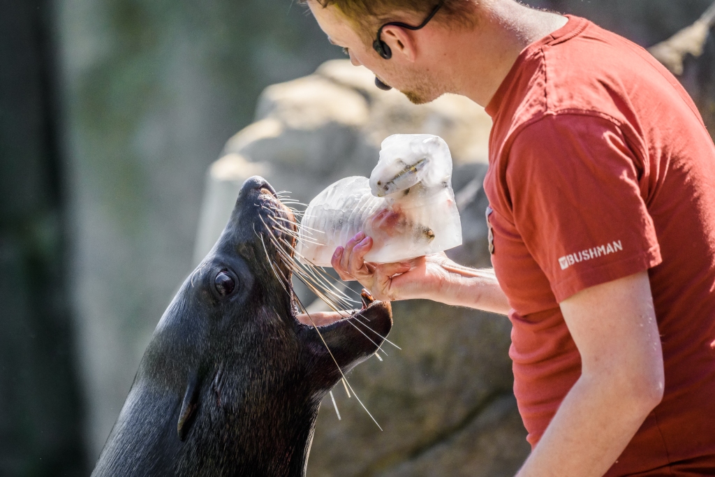 Lachtan Meloun dostal od chovatelů rybí zmrzlinu ve tvaru beránka. Foto: Petr Hamerník, Zoo Praha