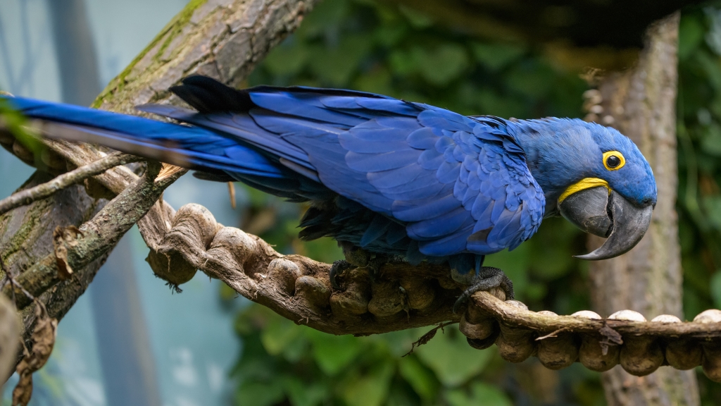 Jedněmi z nejkrásnějších obyvatel nově otevíraného Rákosova pavilonu jsou i arové hyacintoví. Foto: Petr Hamerník, Zoo Praha