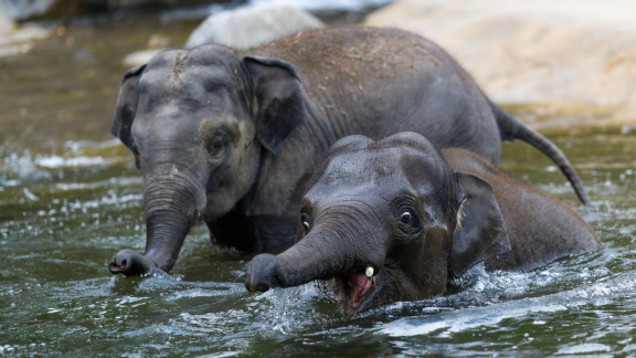 Koupel slonů ve venkovním výběhu. Foto: Petr Hamerník, Zoo Praha