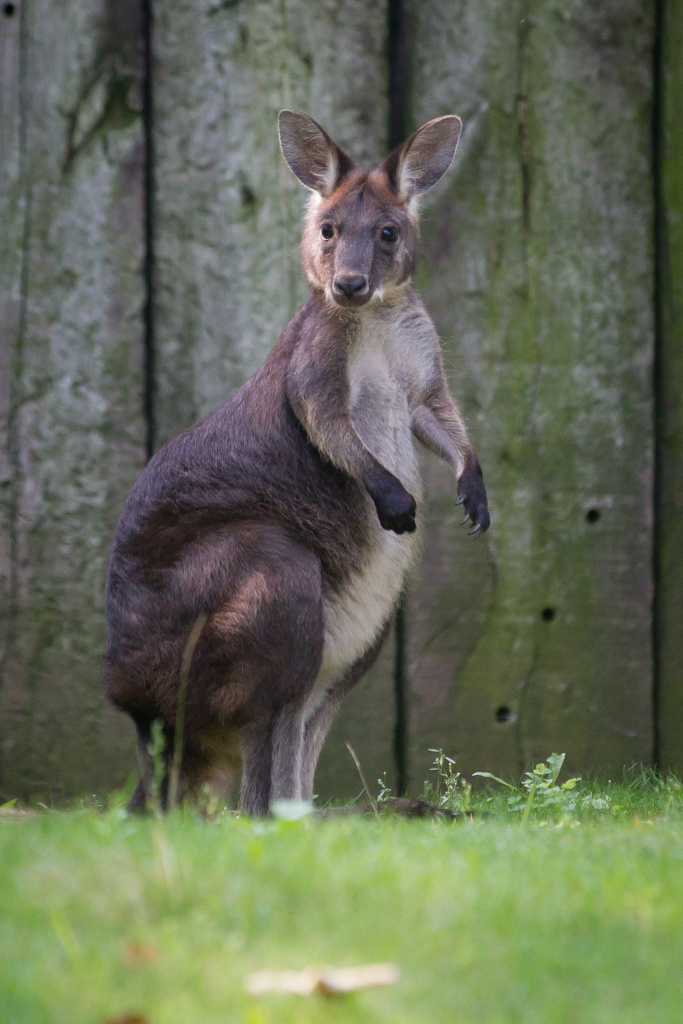 Klokany horské Zoo Praha chová od roku 2013; získala je z chovu soukromého chovatele Eddieho Eerdekenese v Belgii. Dosud bylo v pražské zoo odchováno osm mláďat. Tonda je po své matce spíše plachý. Foto: Tereza Mrhálková, Zoo Praha