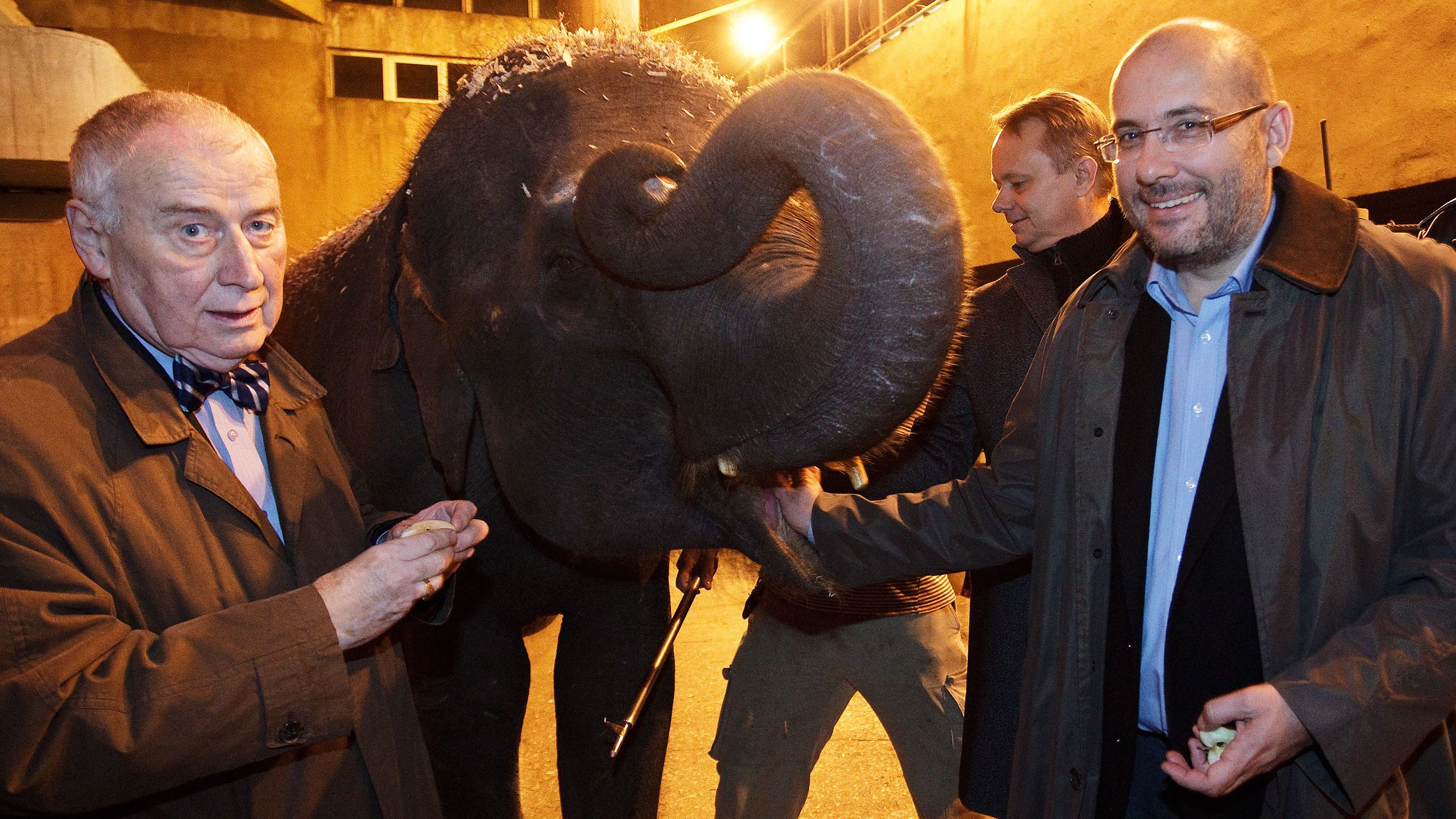 V listopadu 2012 se profesor Josef Koutecký setkal se slonicemi Tamarou a Janitou, které dříve toho roku přicestovaly ze Srí Lanky. Foto: Tomáš Adamec, Zoo Praha