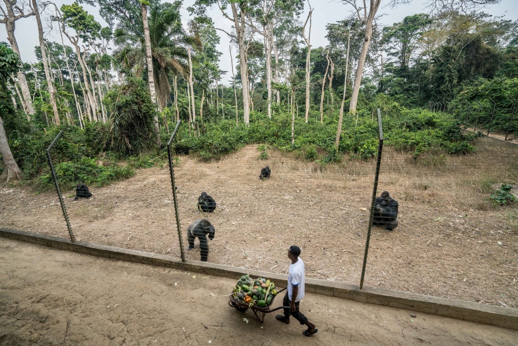 Mefou Primate Sanctuary, jež se nachází nedaleko hlavního města Yaoundé, pečuje o osiřelé či zraněné gorily a šimpanze. Vesměs sem přicházejí jako mláďata zabavená pytlákům anebo lidem, kteří si je pořídili jako domácí mazlíčky. Zařízení založené roku 1996 a podporované mj. některými evropskými zoo současně rozvíjí vzdělávací programy pro děti z blízkých škol – a díky Toulavému autobusu i z okolí biosférické rezervace Dja.