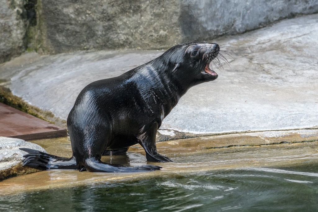 Mládě lachtana jihoafrického narozené letos 31. května od neděle nosí jméno Eda. Foto: Petr Hamerník, Zoo Praha