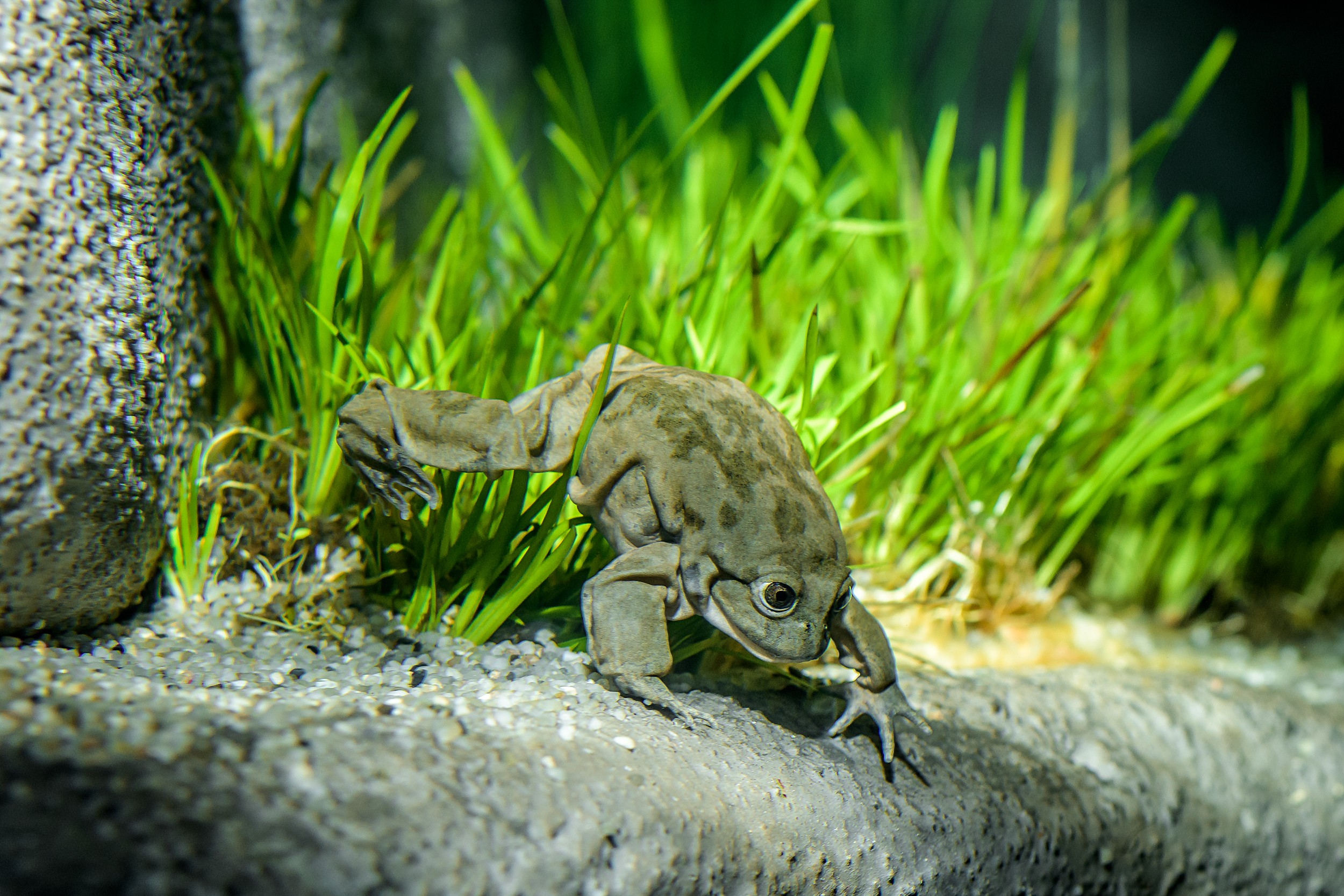 Expozice Titicaca vytváří iluzi chrámu potopeného na dně jezera. Na rovných plochách kamenných bloků mohou žáby odpočívat. Foto: Petr Hamerník, Zoo Praha