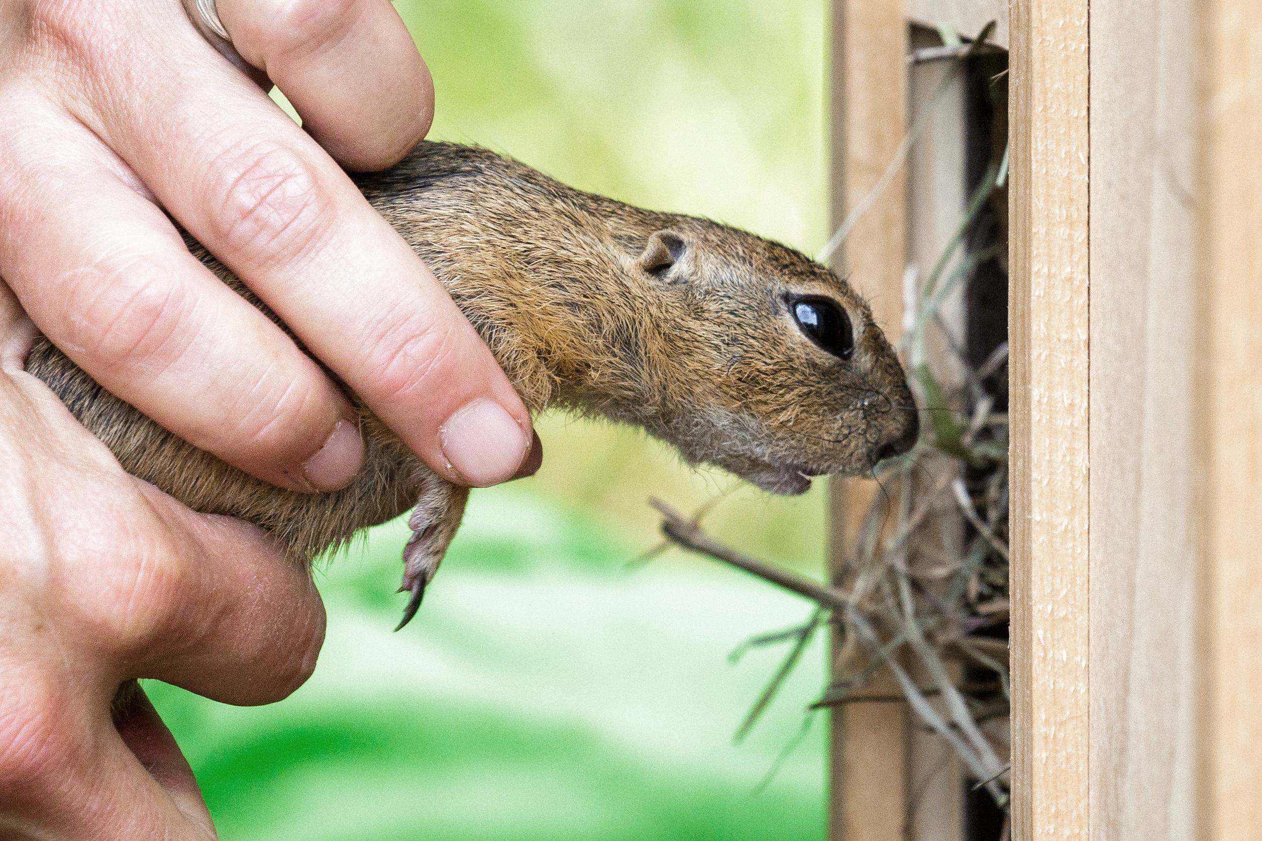 Pražská zoo se přímé repatriace účastní poprvé, do záchranného programu se však zapojila již v roce 2006. Foto: Miroslav Bobek, Zoo Praha