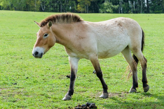 Spina se narodila 25. 7. 2014 v německé rezervaci divoké zvěře Wisentgehege Springe, odkud byla 12. 4. 2017 převezena do Zoo Praha a následně do chovné a aklimatizační stanice v Dolním Dobřejově. Byla jednou z kandidátek již pro loňský transport. Má dominantní, ale klidnou povahu. Foto: Petr Hamerník, Zoo Praha