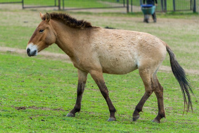 Tara was born on 18. 5. 2015 in Dolni Dobrejov, directly in Prague Zoo’s acclimatization station. Her father is the stallion Nikolaj, her mother the mare Warsa. She is the 224th foal to be born in Prague Zoo. Photo: Petr Hamerník, Prague Zoo