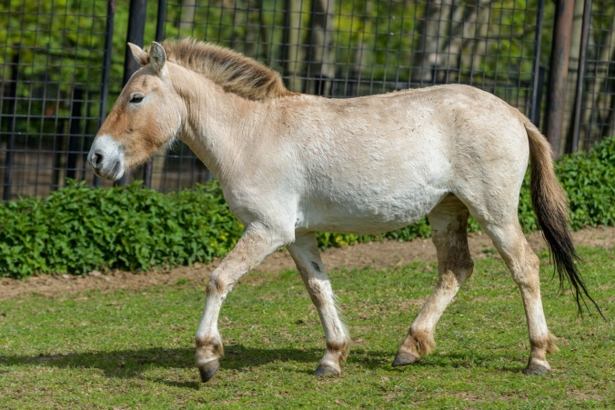 Tárik was born on 6. 11. 2015 in Prague; she is the 227th foal to be born in Prague Zoo. Her parents are the stallion Len and the mare Hara, both of whom can be seen in the run at Prague Zoo. Photo: Petr Hamerník, Prague Zoo