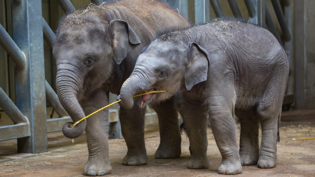 Slůňata Max (vlevo) a Rudi ve vnitřních prostorách Údolí slonů. Foto: Václav Šilha, Zoo Praha