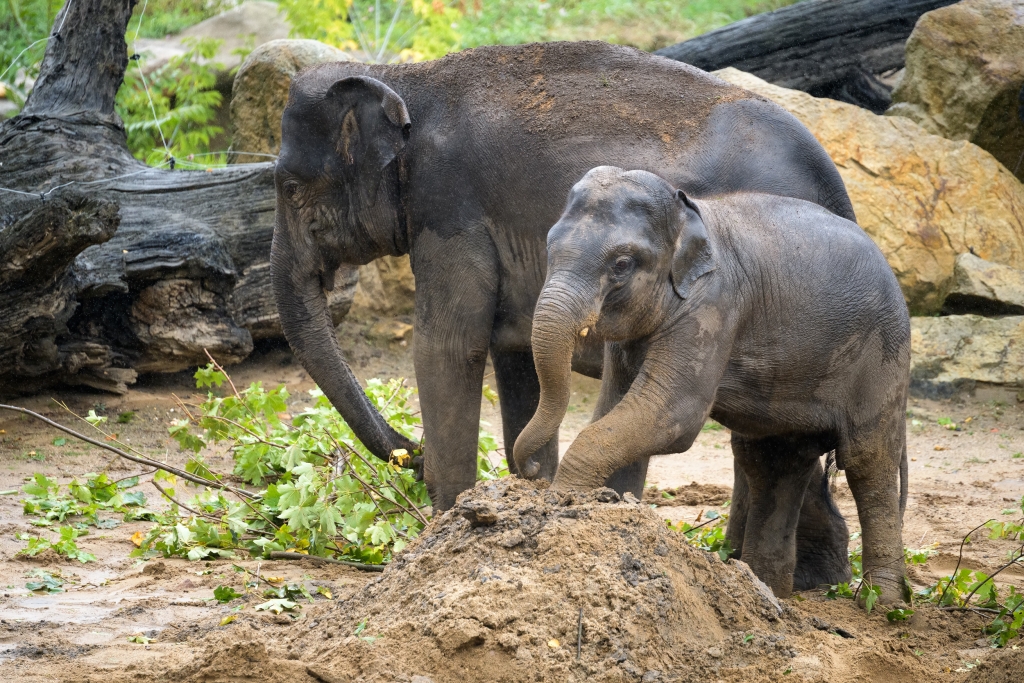 V hromadách písku mohou sloni hledat ukrytou potravu nebo se pískem pohazovat. Foto: Petr Hamerník, Zoo Praha