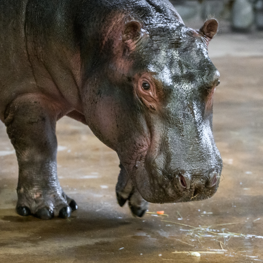 Tchéco na fotografii pořízené v pátek 22. listopadu během jeho krátkého pobytu na souši. Foto: Petr Hamerník, Zoo Praha