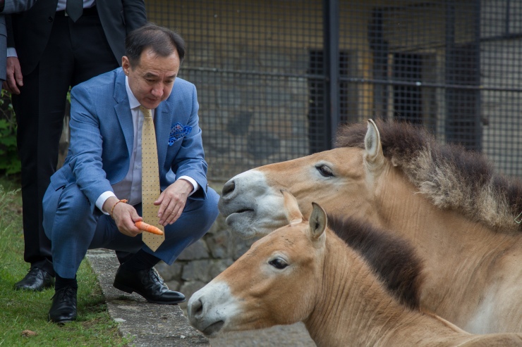Ministr zahraničních věcí Mongolska pan Damdin Tsogtbaatar u výběhu koní Převalského v pražské zoo. Foto: Tereza Mrhálková, Zoo Praha