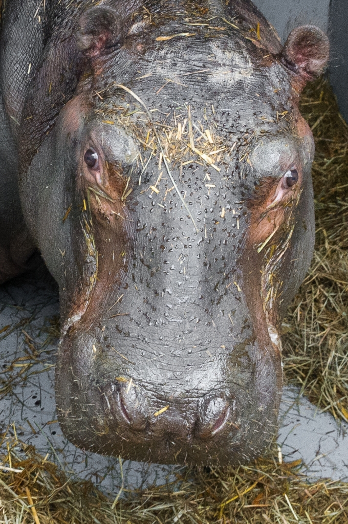 Zoo Praha má nového hrošího samce – přátelského a klidného Tchéca. Minimálně třicet dnů zůstane v karanténě, navíc bude potřebovat nějaký čas, aby si na nové prostředí zvykl.  Foto: Roman Vodička, Zoo Praha