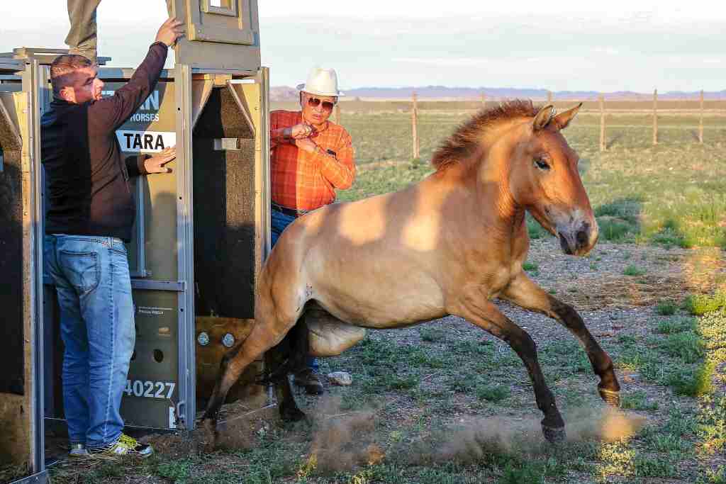 The mare Tara, born in Dolni Dobrejov, directly in Prague Zoo’s acclimatization station, was the second to run out of the transport crate in Takhin Tal. Photo: Miroslav Bobek, Prague Zoo