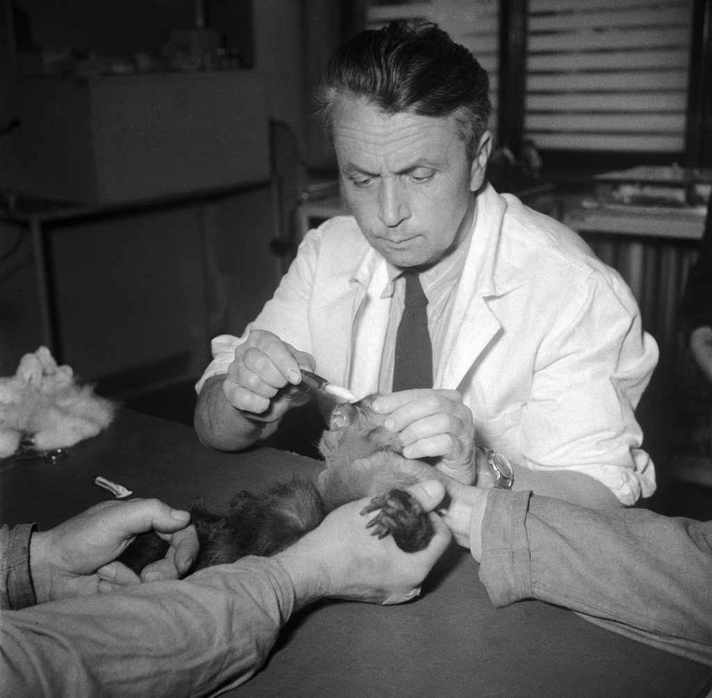 MVDr. Zdeněk Jaroš ošetřuje malpu. Foto: Archiv Zoo Praha