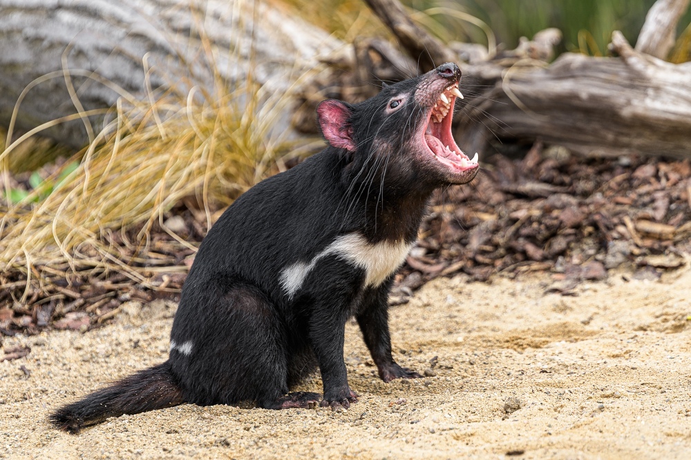 Jeden ze čtveřice ďáblů medvědovitých, které jsme dovezli do Prahy přímo z Tasmánie. Foto: Petr Hamerník, Zoo Praha