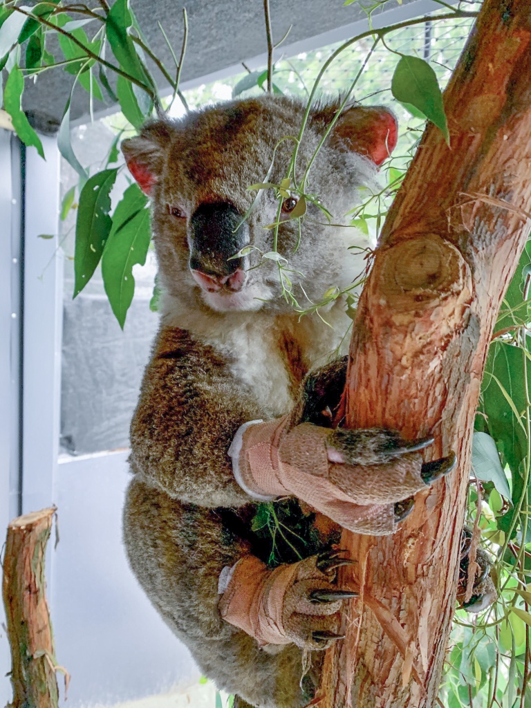 Roger je jedním z koalů, kteří se zotavují v Zoos Victoria. Má tak popálené tlapy, že jej musejí ručně krmit dobrovolníci. Právě na účet Zoos Victoria už Zoo Praha poslala prvních sto tisíc australských dolarů – v korunách přes jeden a půl milionu. Foto: Zoos Victoria