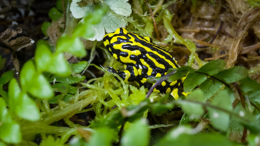 Paropucha corroboree v chovném zařízení v Healesville Sanctuary. Foto: Miroslav Bobek, Zoo Praha