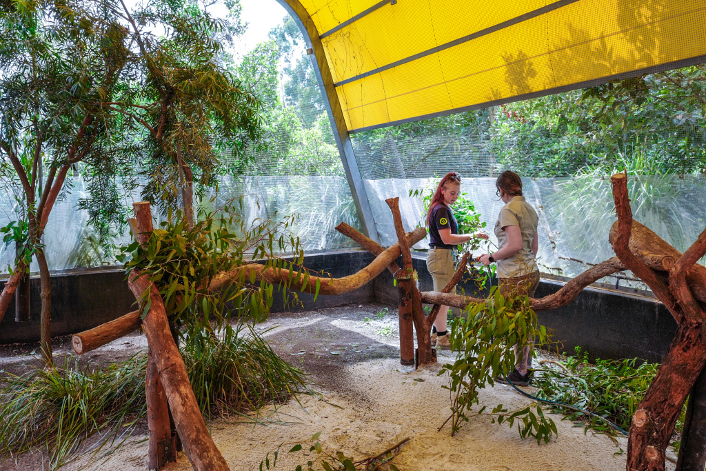 V Healesville Sanctuary jsou pro popálené koaly využívána jednak stávající zařízení, jednak byly urychleně vybudovány nové voliéry. Foto: Miroslav Bobek, Zoo Praha