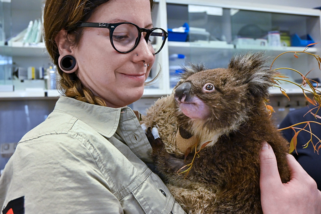 Chovatelům v Healesville Sanctuary v těchto dnech pomáhá i jejich kolegyně ze Zoo Praha Kateřina Seemannová. Foto: Jiří Bálek, Zoo Praha