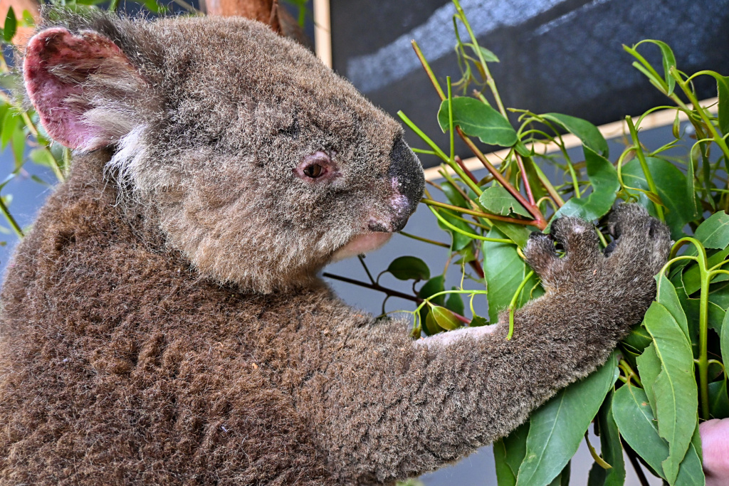 Koalí samec Roger. Před několika týdny přišly do Prahy fotografie, na kterých měl ovázané tlapky a vůbec vypadal hodně zuboženě. Nyní už je v celkem dobré kondici, při pozornějším pohledu si ale můžete všimnout jeho popálených uší. Foto: Jiří Bálek, Zoo Praha