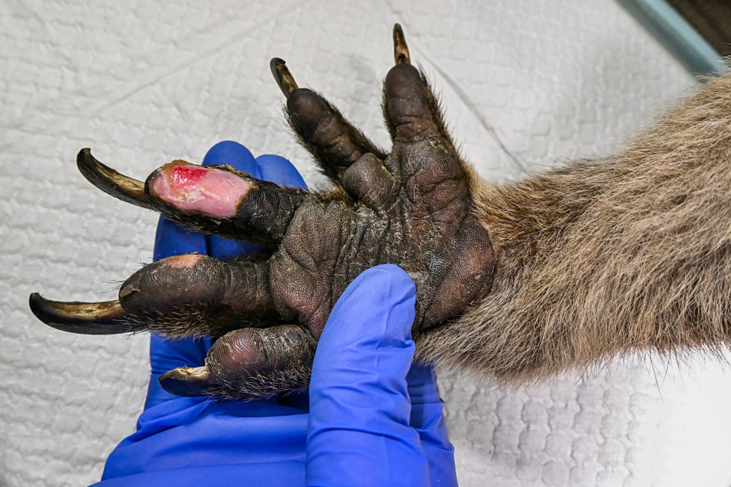 …a tady je jedna z jeho popálených tlapek. Takto poranění koalové se sami nenakrmí, a tak jim potrava musí být podávána lidmi. Foto: Jiří Bálek, Zoo Praha