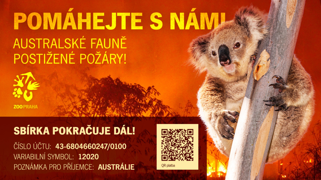 Sbírku na pomoc Austrálii vyhlásila Zoo Praha 6. ledna večer v rámci již existujícího konta „Pomáháme jim přežít“. Za měsíc se na ní shromáždilo přes 20 milionů Kč. Část těchto prostředků již odešla do Austrálie a sbírka pokračuje dál. Grafika: Marek Václavík, Zoo Praha