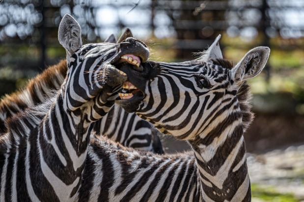 Dovádějící zebry. Foto: Petr Hamerník, Zoo Praha
