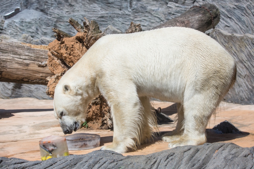 Tato fotografie medvěda Toma se stala předlohou pro nástěnný kalendář Dny zvířat 2020. Foto: Václav Šilha, Zoo Praha 