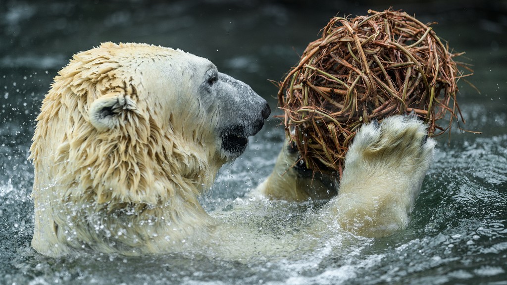 Lední medvěd v pražské zoo. Foto: Petr Hamerník, Zoo Praha
