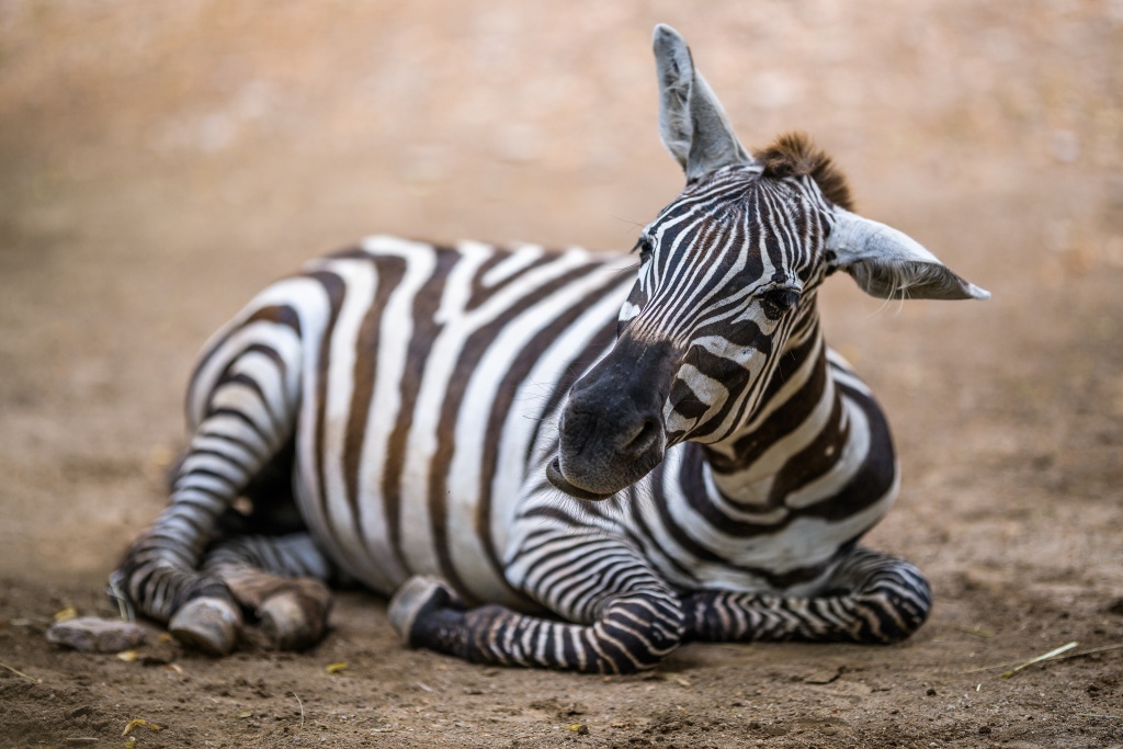 Zebra bezhřívá ve výběhu v horní části zoo. Foto: Petr Hamerník, Zoo Praha