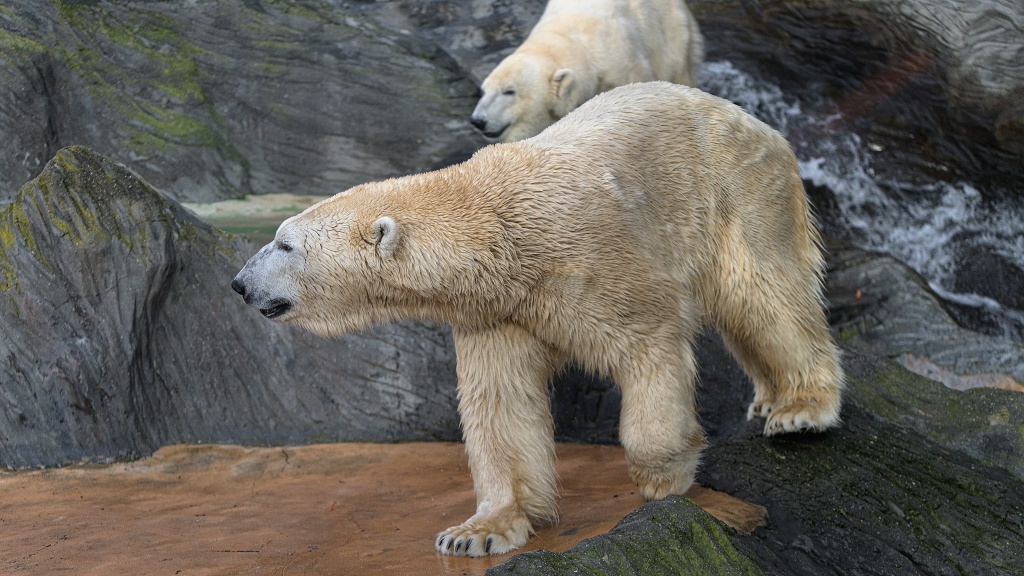 Foto: Petr Hamerník, Zoo Praha