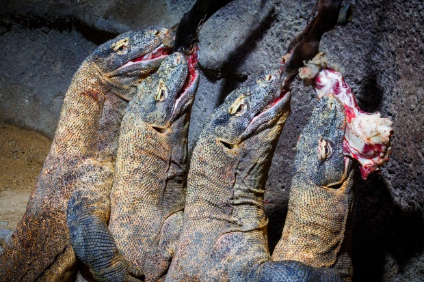 Dospělí varani dostávají jednou za čtyři týdny celé kusy kozího nebo ovčího masa. Foto: Miroslav Bobek, Zoo Praha